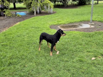 Barru/rosebank/myamba bloodlines