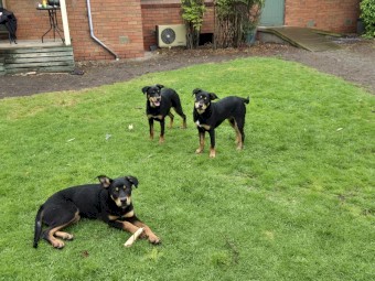 Barru/rosebank/myamba bloodlines