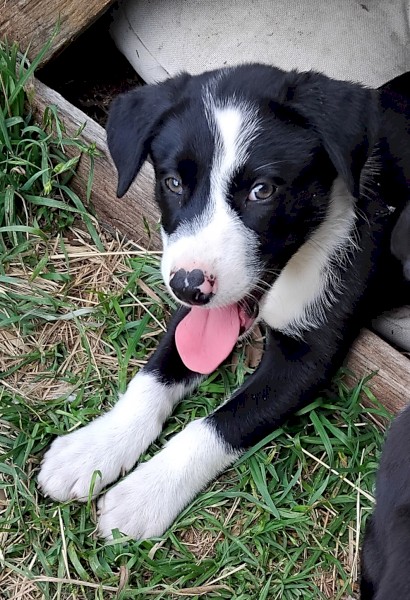 Kelpie/Border Collie Cross pups