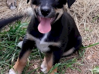 Kelpie/Border Collie Cross pups