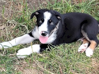Kelpie/Border Collie Cross pups