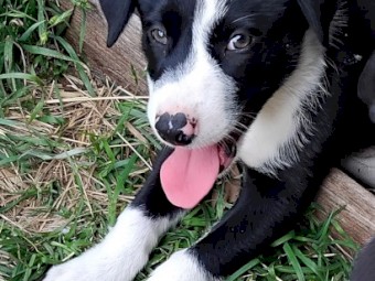 Kelpie/Border Collie Cross pups