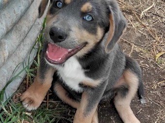 Kelpie/Border Collie Cross pups