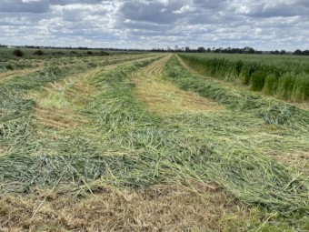 500mt Oaten Hay 550kg 8x4x3 Bales