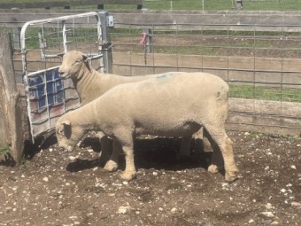 Southdown Rams 