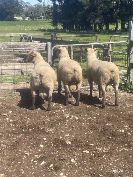 Southdown x Suffolk rams 