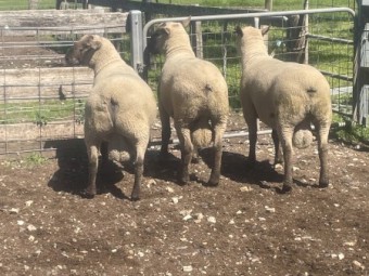 Southdown x Suffolk rams 