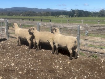 Southdown x Suffolk rams 