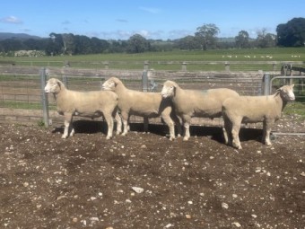 Poll Dorset Rams 