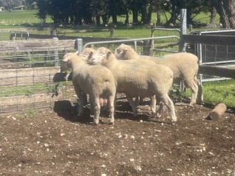 Poll Dorset Rams 