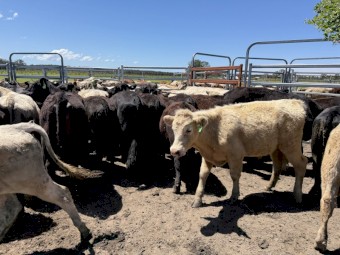 114 Angus X and Euro X Steers
