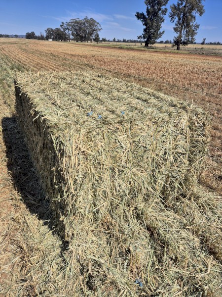 Wheaten Hay 650kg+ 8x4x3 Bales