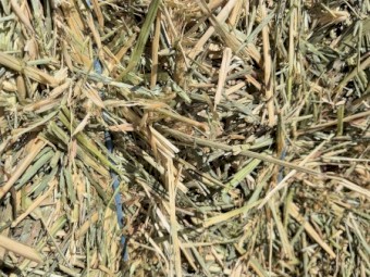 Wheaten Hay 650kg+ 8x4x3 Bales