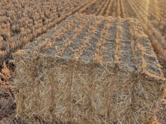 Barley Straw/Header Tailings