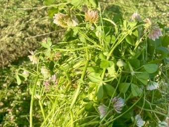 Clover Rye 5x4 Round Bales