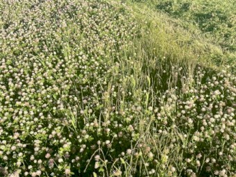 Clover Rye 5x4 Round Bales