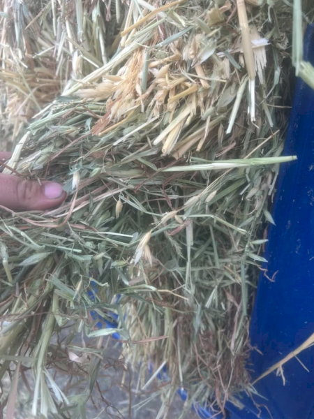 600mt Oaten Hay 550-600kg 8x4x3 Bales