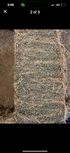 Lucerne Small Squares 