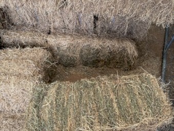 Lucerne Small Squares 