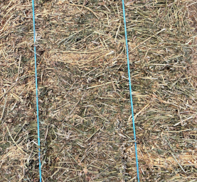 Lucerne Small Squares 