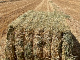 Vetch Oaten and Rye (Apx 30% vetch 30% oaten 30% rye)