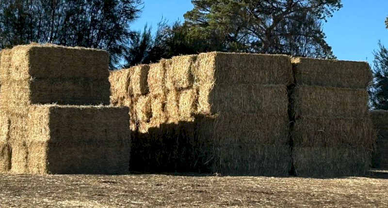 Oaten Hay 