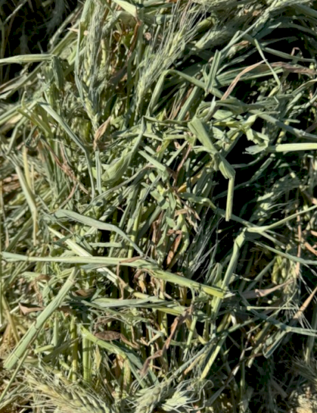 Wheat Hay 8x4x3 (Shedded)