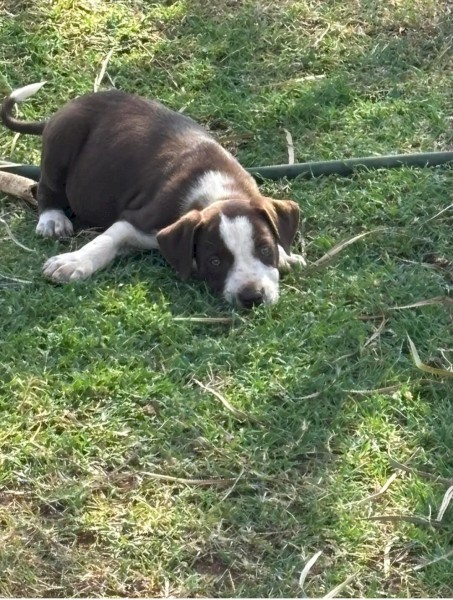Border collie puppies 