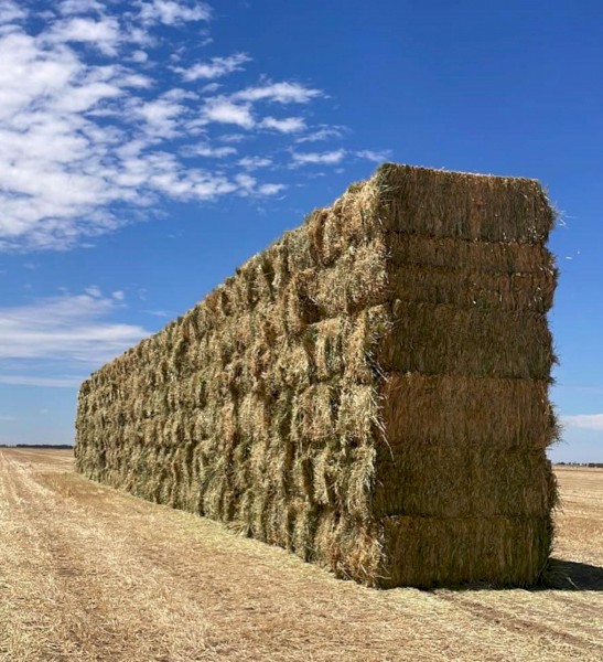 Vetch hay 8x4x3 660-680 kg bales