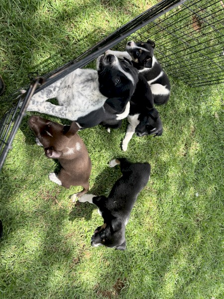 Heeler x Border Collie Pups