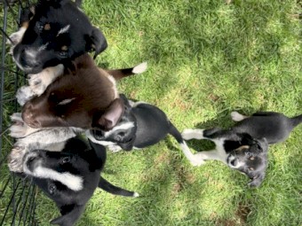 Heeler x Border Collie Pups