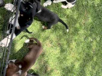 Heeler x Border Collie Pups