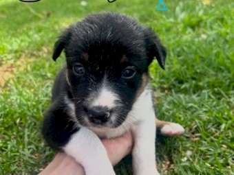 Heeler x Border Collie Pups