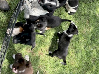Heeler x Border Collie Pups