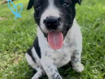 Heeler x Border Collie Pups