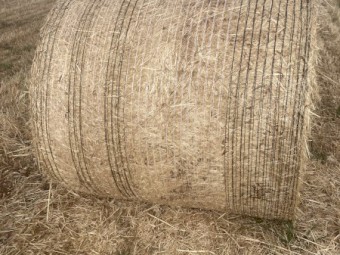 Vetch/Grass Hay - 