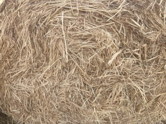 Vetch/Grass Hay - 