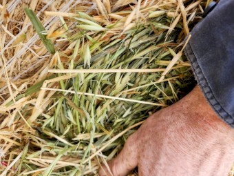 Oaten Hay 5x4 Round Bales