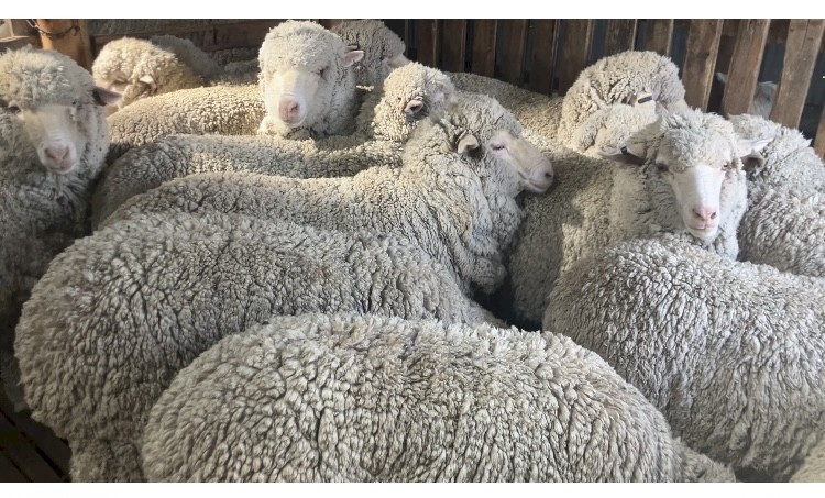 Superfine wool Merino ewe hoggets