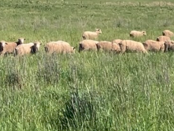 Superfine wool Merino ewe hoggets