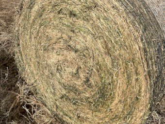 Vetch Haylage 
