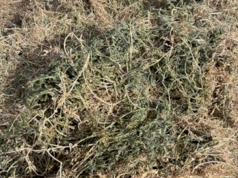 Vetch Haylage 