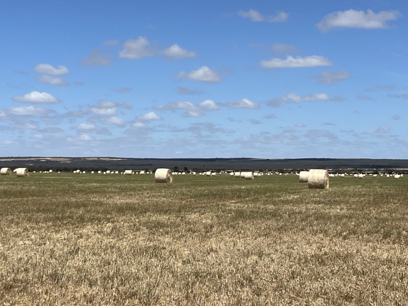Cereal Hay - Round bales of mower conditioned of Wheat, Barley, Vetch & Rye