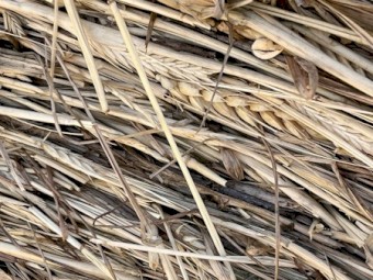 Cereal Hay - Round bales of mower conditioned of Wheat, Barley, Vetch & Rye