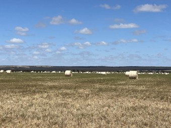 Cereal Hay - Round bales of mower conditioned of Wheat, Barley, Vetch & Rye
