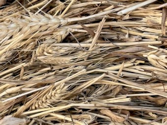 Cereal Hay - Round bales of mower conditioned of Wheat, Barley, Vetch & Rye