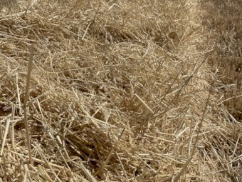 400mt Barley Straw 8x4x3 Bales