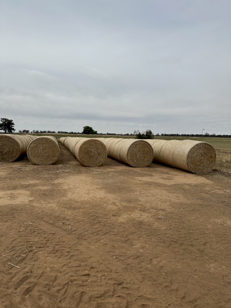 500 x Barley Hay 380-400kg Round bales
