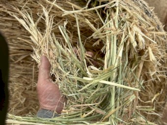 BARLEY HAY 