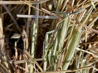 27mt Oaten Hay 540kg 8x4x3 Bales
